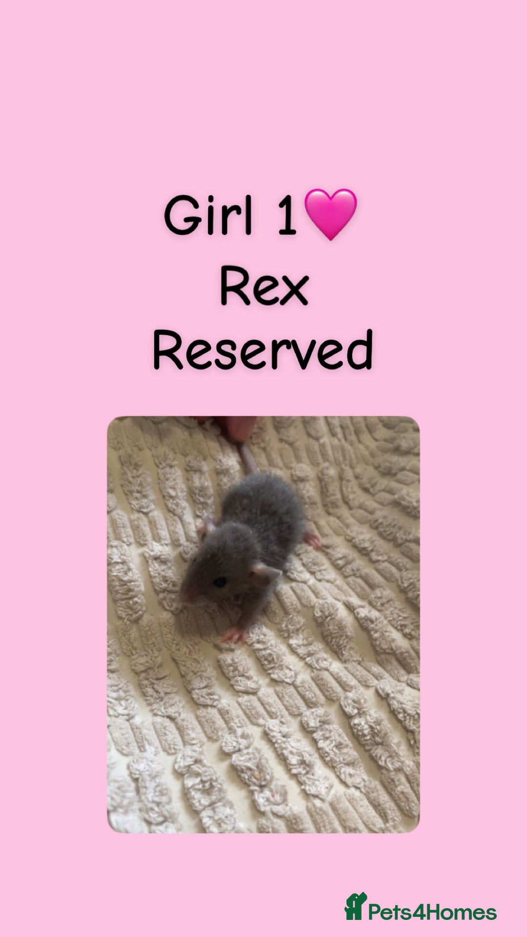 Rat rodents for sale: Beautiful baby rats looking for forever homes! - Image 1