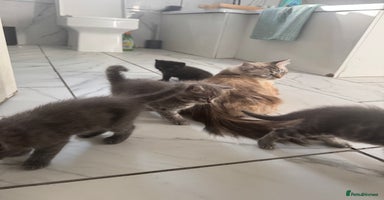 Ragdoll cats - Advert 7