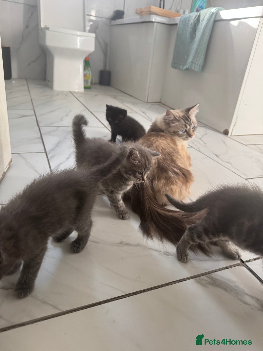 Ragdoll cats for sale: Mix Ragdoll and domestic kittens  - Image 3