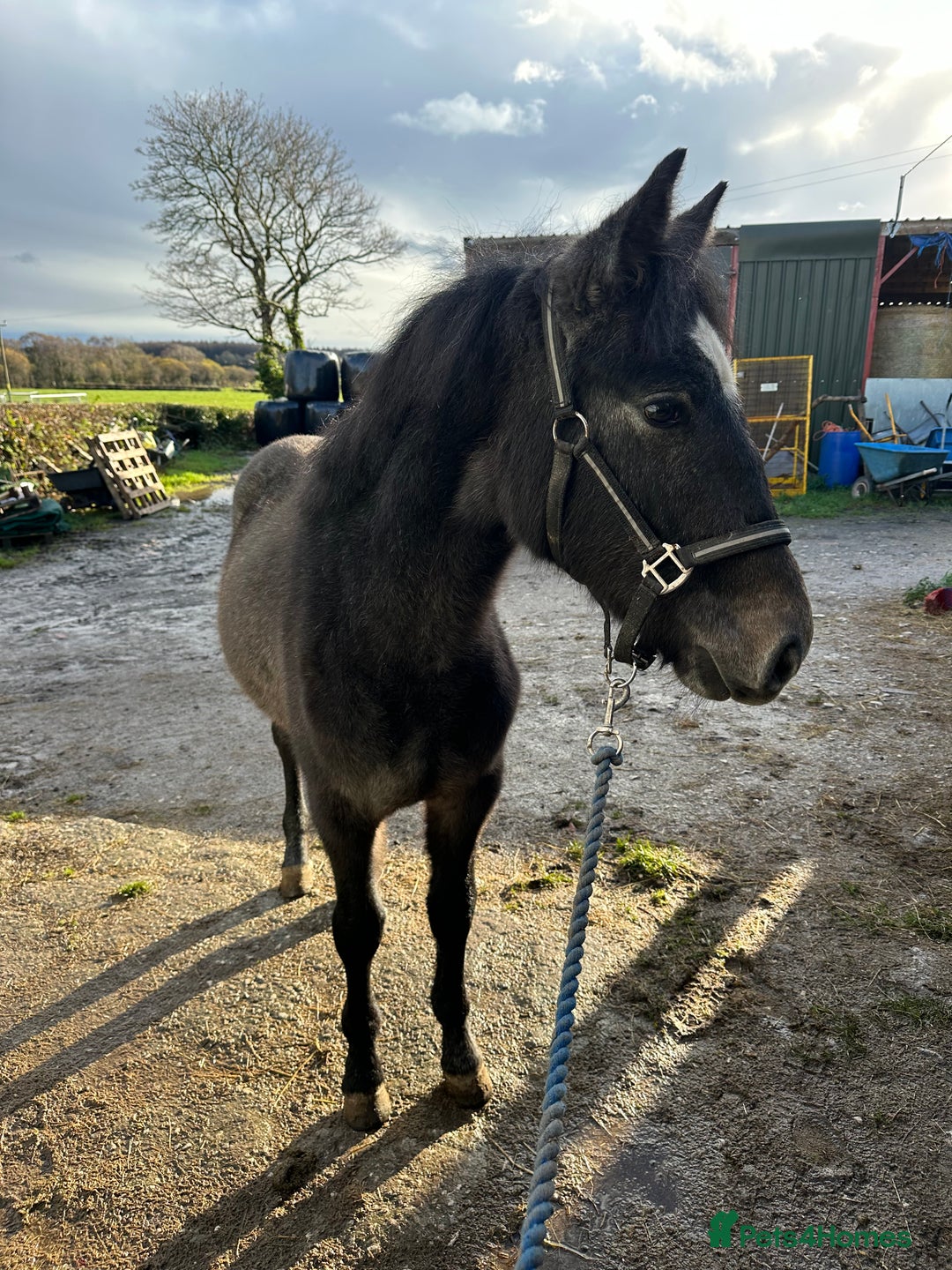 Connemara horses for sale: Llyhelyg Wizard  - Advert 4