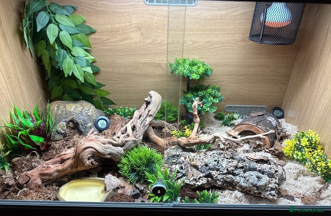 Corn Snake reptiles for sale: Corn snake for sale - Hyde, Manchester - Advert 4