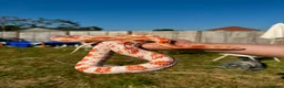 Corn Snake reptiles for sale: 1 king 5 corns 2 pythons  - Advert 9