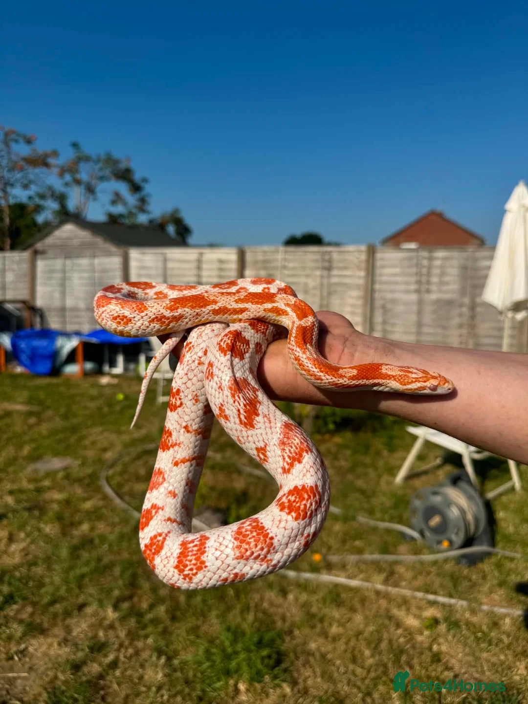 Corn Snake reptiles for sale: 1 king 5 corns 2 pythons  - Advert 9