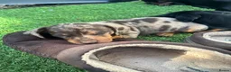 Dachshund dogs for sale: Beautiful dashound boy puppy  - Advert 2
