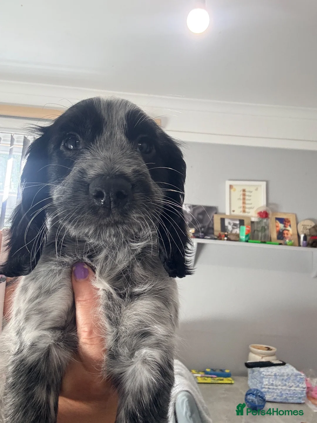 Cocker Spaniel dogs for sale: 7 beautiful cocker spaniels  - Advert 2