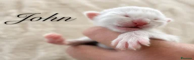 Maine Coon Kitten 2