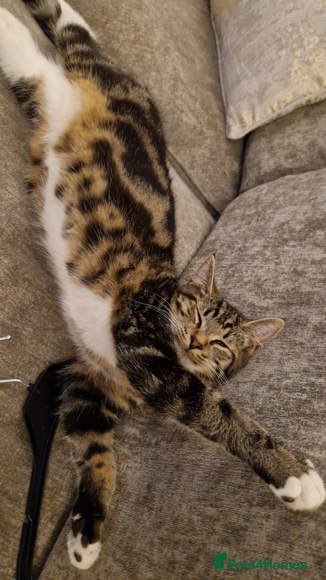 Mixed Breed cats for sale: Rehoming our male cat  - Advert 4