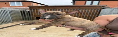 Miniature Bull terrier 2