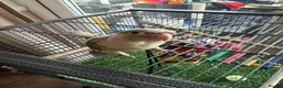 Conures birds for sale: Green Cheek Conures in Telford - Advert 5