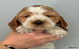 Cocker Spaniel dogs for sale: Show Type Cocker Spaniels - Image 8