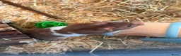 Hamster rodents for sale: Male hamster in Crewe - Advert 1