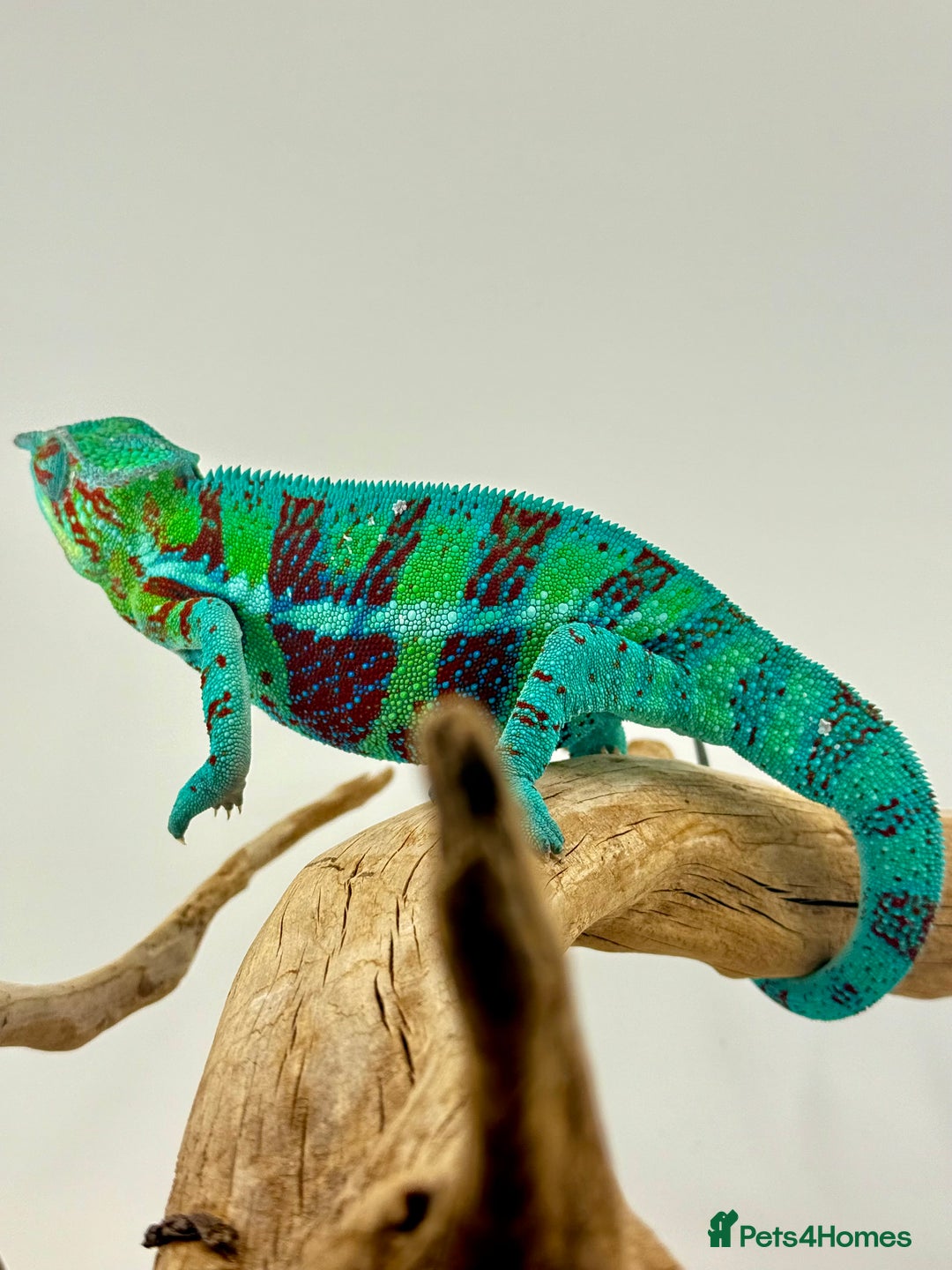 Chameleon reptiles for sale: Ambanja panther chameleon PURPLE  - Image 11