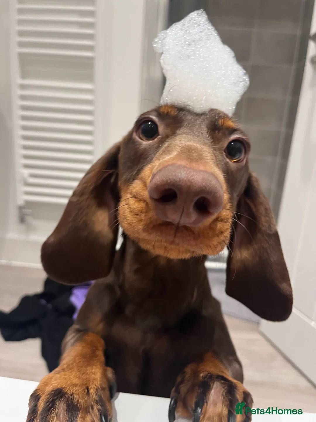 Miniature Dachshund dogs for adoption: Dachsund for Rehoming - Advert 3