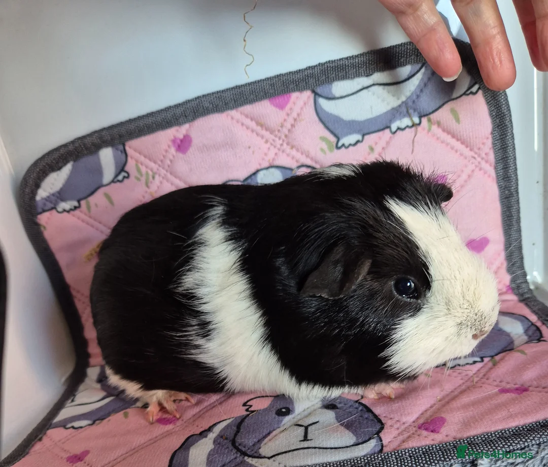 Guinea Pig rodents for sale: Beautiful Badger the Guinea Pig - Advert 1