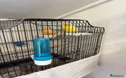 Canaries birds for sale: Canary and lovebirds  - Image 1