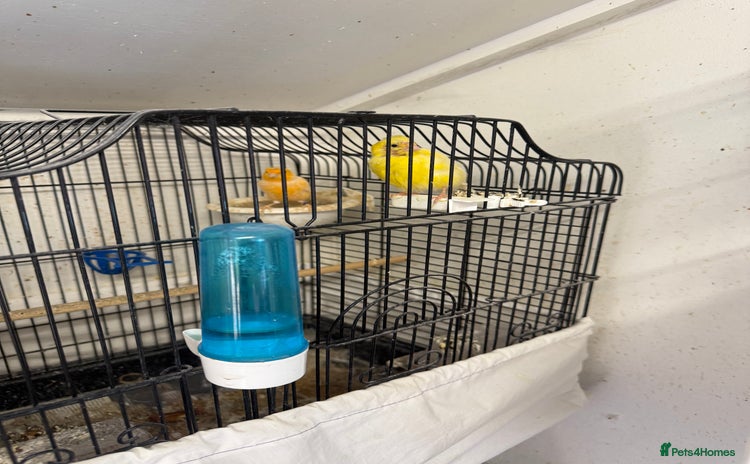 Canaries birds - Advert 2