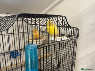 Canaries birds - Advert 2