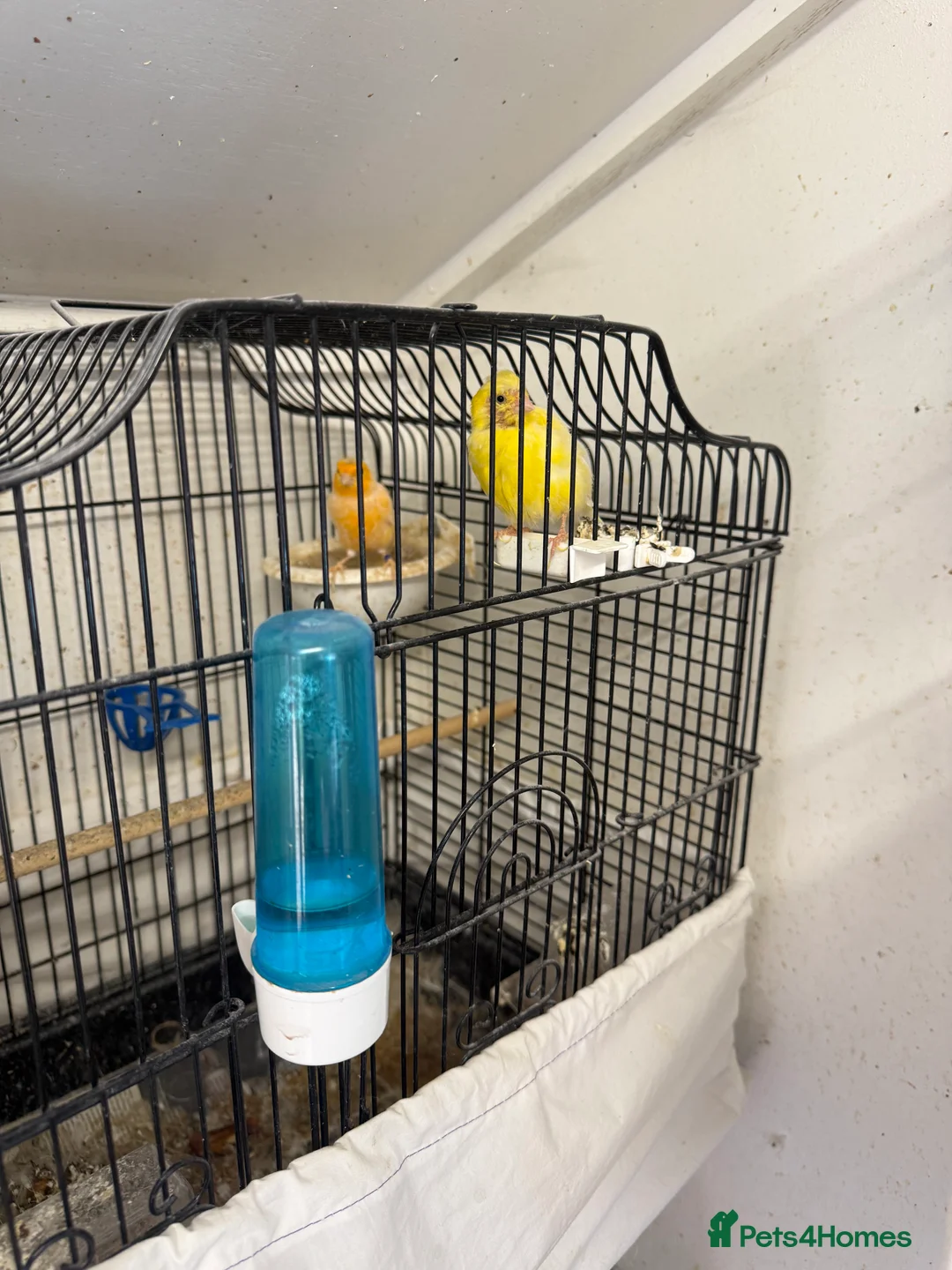 Canaries birds for sale: Canary and lovebirds  - Advert 1