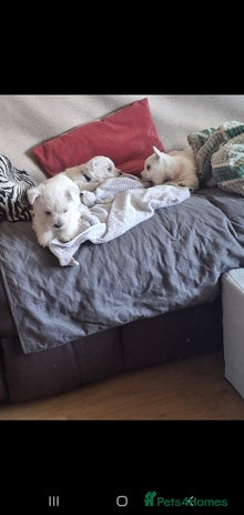 West Highland Terrier dogs - Advert 1