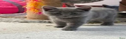 Russian Blue cats for sale: Beautiful Russian Blue Kittens - Advert 19