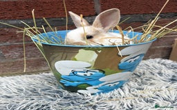 Lionhead rabbits for sale: lionhead  - Image 4