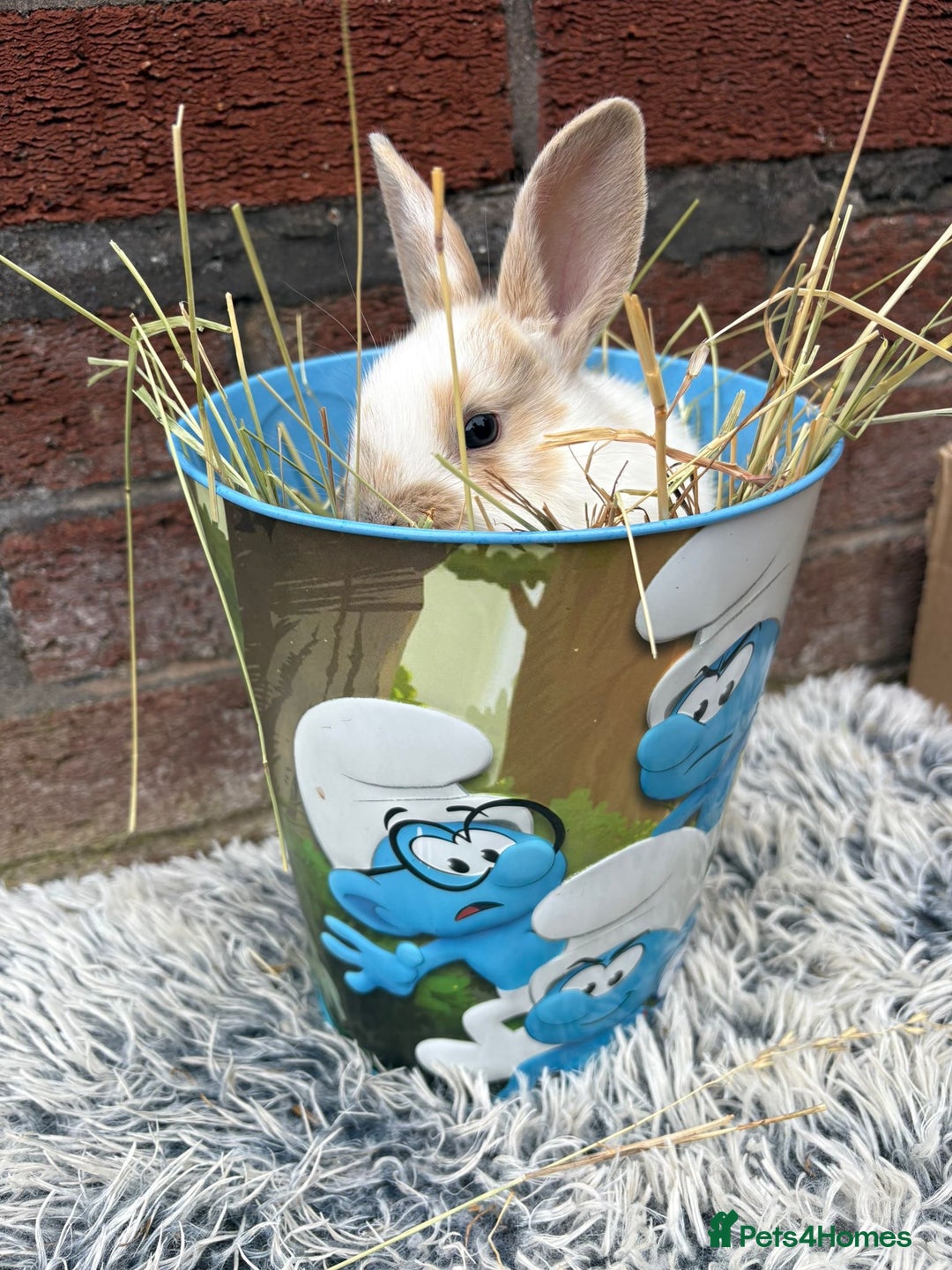 Lionhead rabbits for sale: lionhead  - Image 4