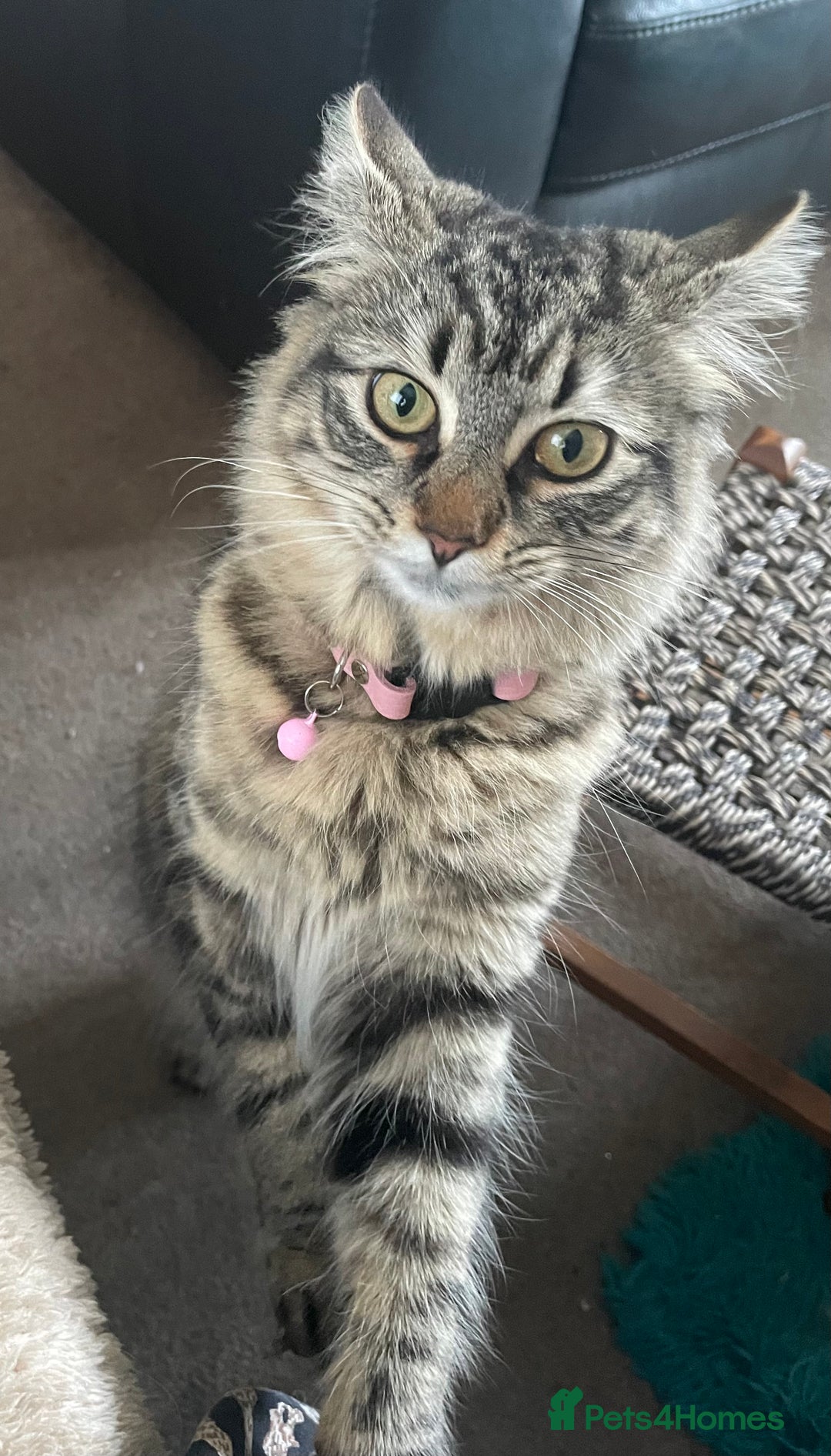Maine Coon cats for sale: Maine Coon cross cat  - Image 2