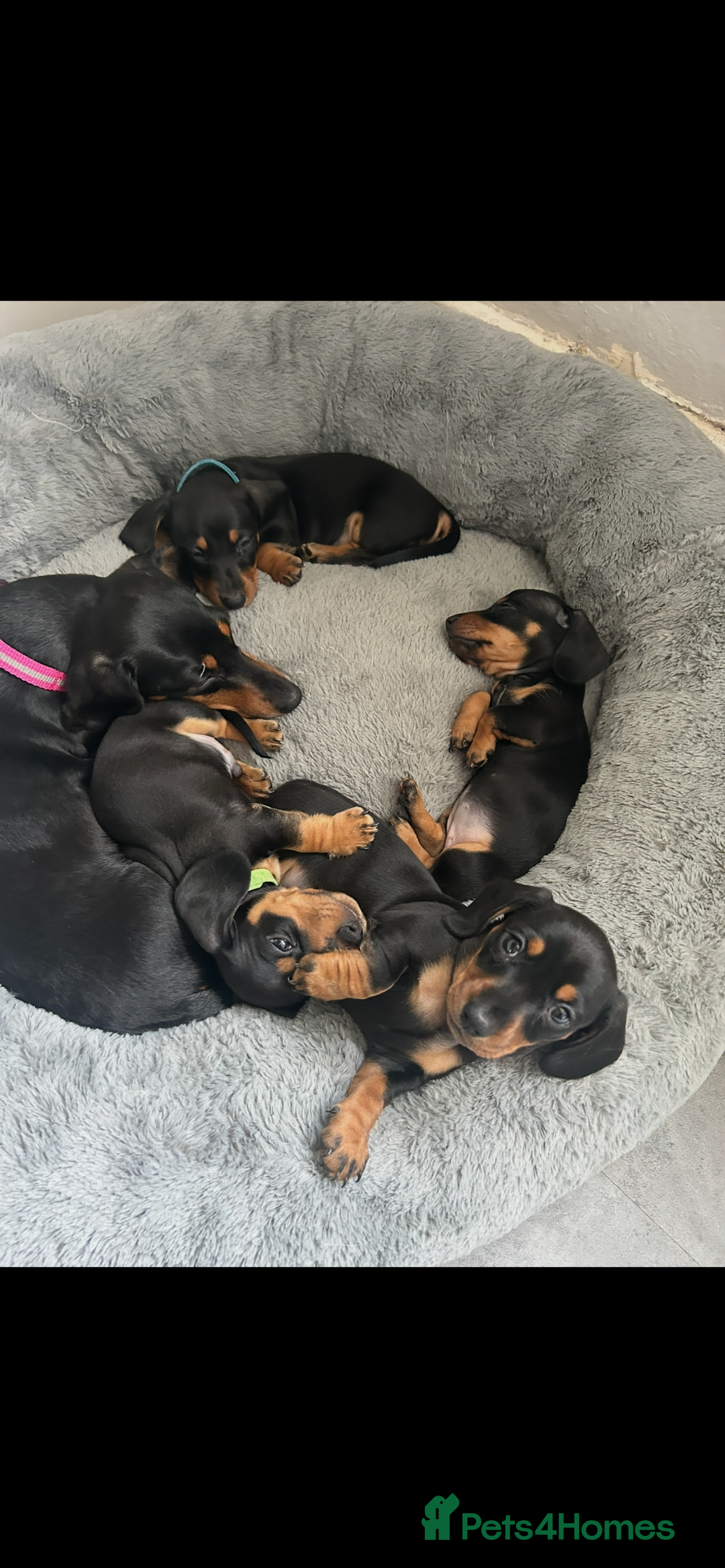Miniature Dachshund dogs for sale: Kc reg miniature dachshund - Advert 4