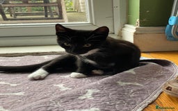 Mixed Breed cats for sale: 2 boys 1 girl left (free) - Image 33