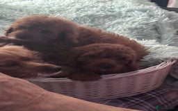 Cavapoo dogs for sale: Strong chunky cavapoo boy puppies ❤️ - Image 8