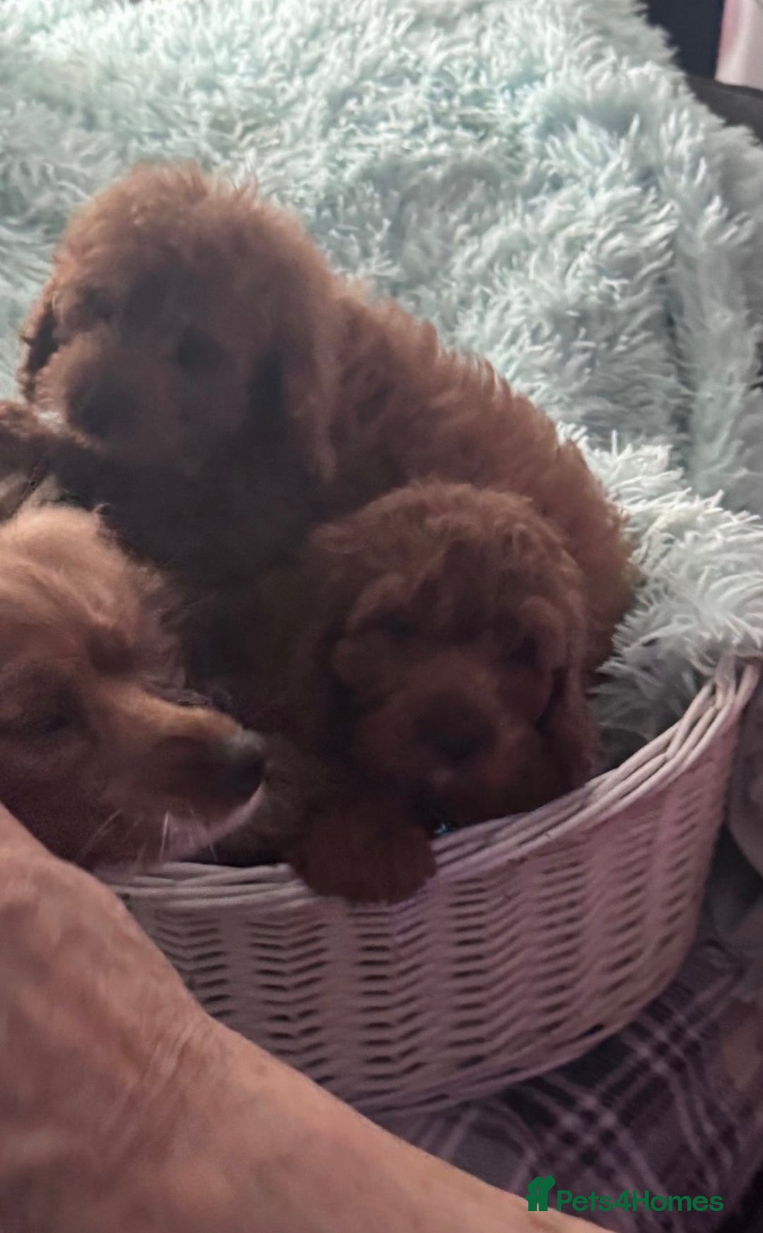 Cavapoo dogs for sale: Strong chunky cavapoo boy puppies ❤️ - Image 8