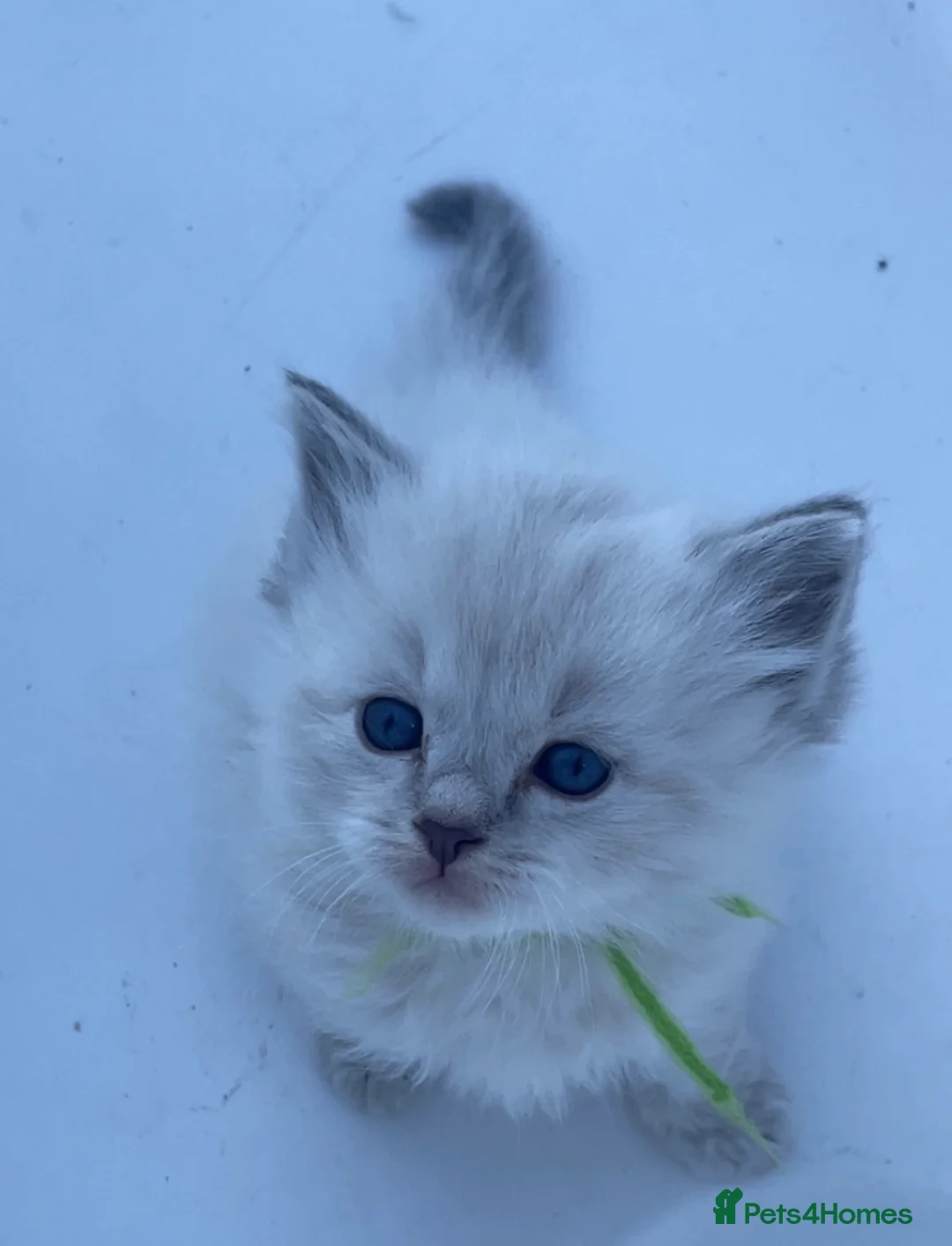 Ragdoll cats for sale: Adorable Ragdolls  - Advert 8