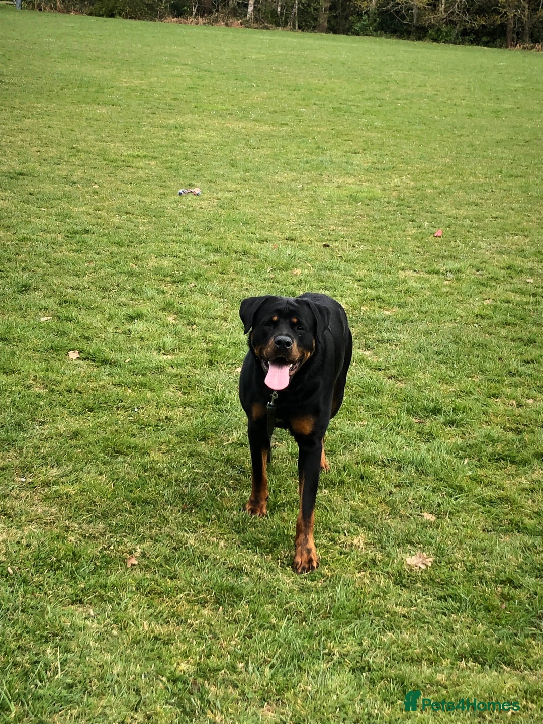Rottweiler dogs for sale: rottweiler  - Image 4