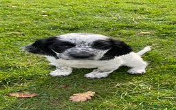 Cocker Spaniel dogs for sale: Stunning Working Cocker Spaniel puppy  - Advert 1
