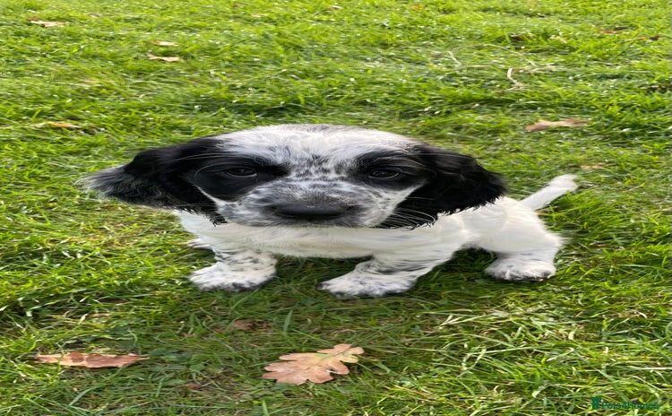 Cocker Spaniel dogs - Advert 2