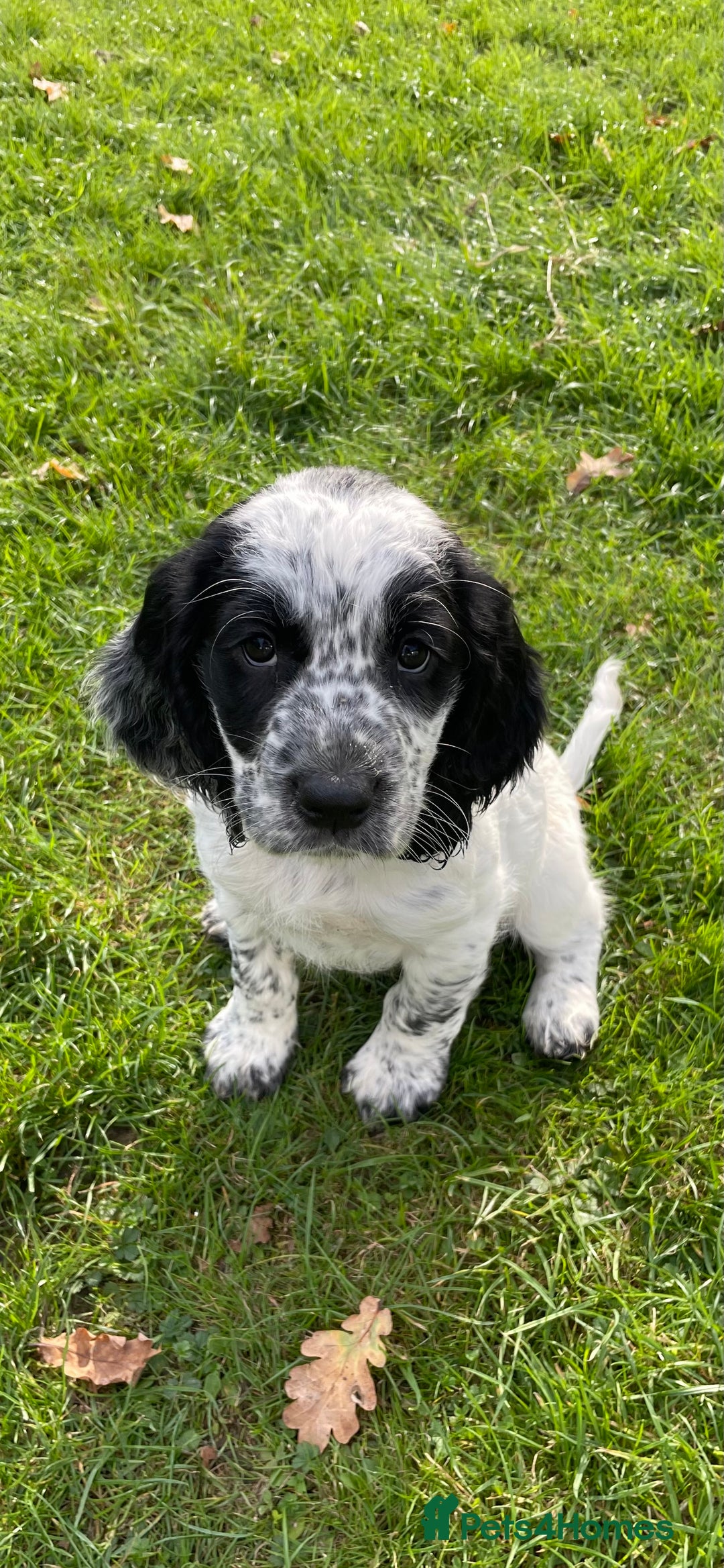Cocker Spaniel dogs for sale: Stunning Working Cocker Spaniel puppy  - Advert 1