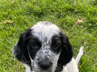 Cocker Spaniel dogs - Advert 10