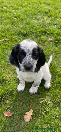 Cocker Spaniel dogs - Advert 14