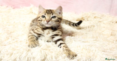 Bengal cats - Advert 6