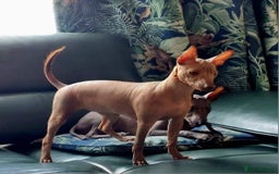 Mexican Hairless dogs for sale: Stunning mini red boy 4 months 8 week old girl . - Image 6