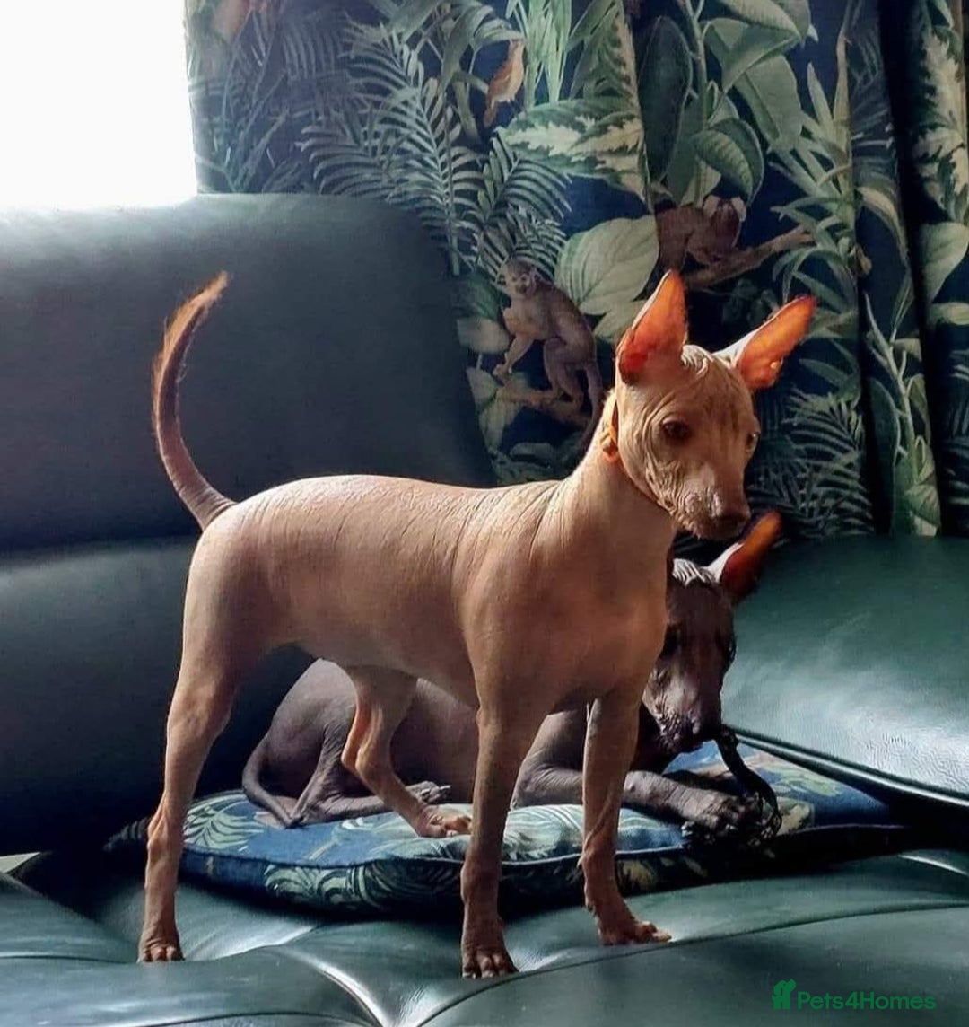 Mexican Hairless dogs for sale: Stunning mini red boy 4 months 8 week old girl . - Image 6