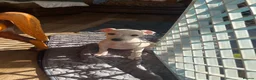 Italian Greyhound dogs for sale: 5 wonderful Wiggy’s licensed breeder  - Advert 26