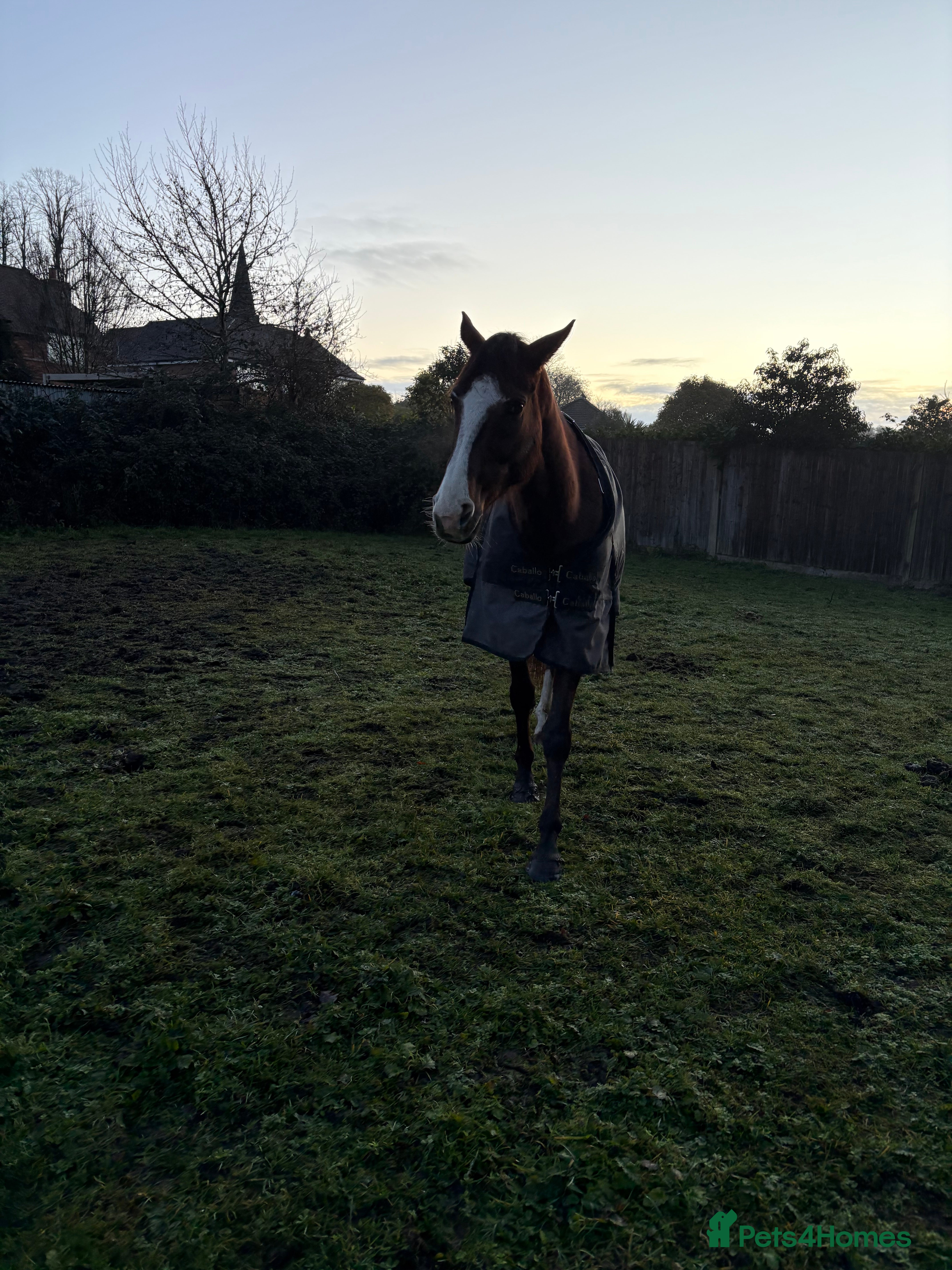 English Thoroughbred horses 15hh2 ex race horse and broodmare for sale - Advert 9