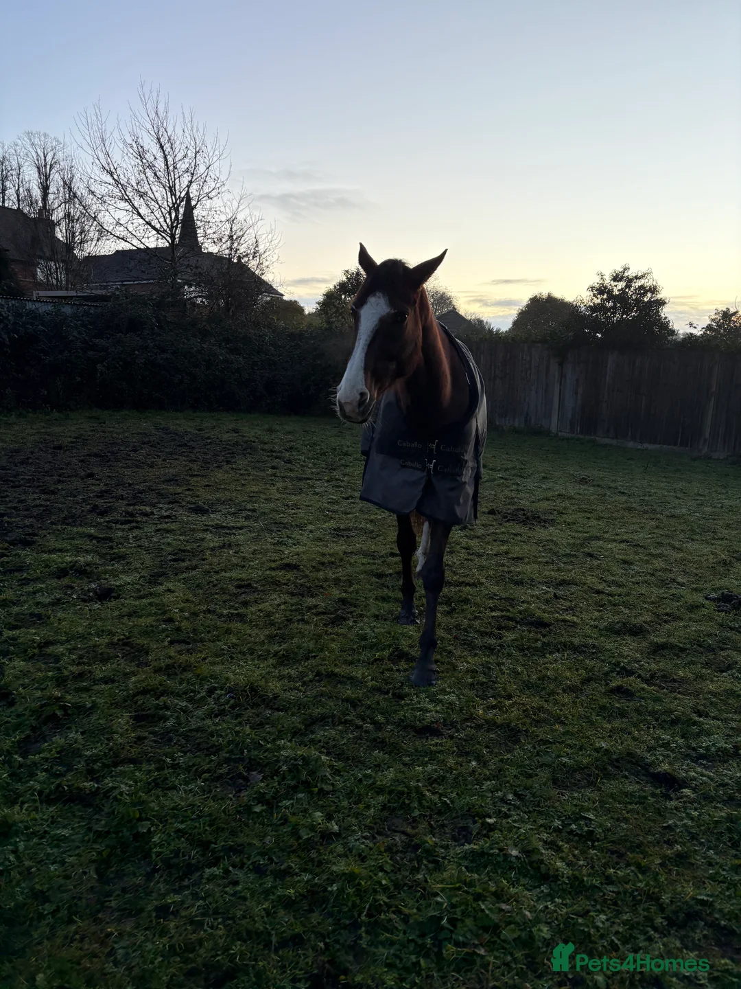 English Thoroughbred horses for sale: 15hh2 ex race horse and broodmare for sale - Advert 1