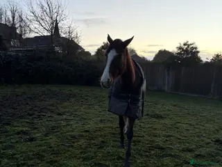 English Thoroughbred horses 15hh2 ex race horse and broodmare for sale - Advert 9