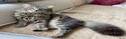 Maine Coon cats for sale: Three adorable Maine Coon Kittens For Sale  - Advert 39