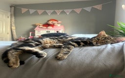 Bengal cats for sale: Female bengal kitten in London - Image 4