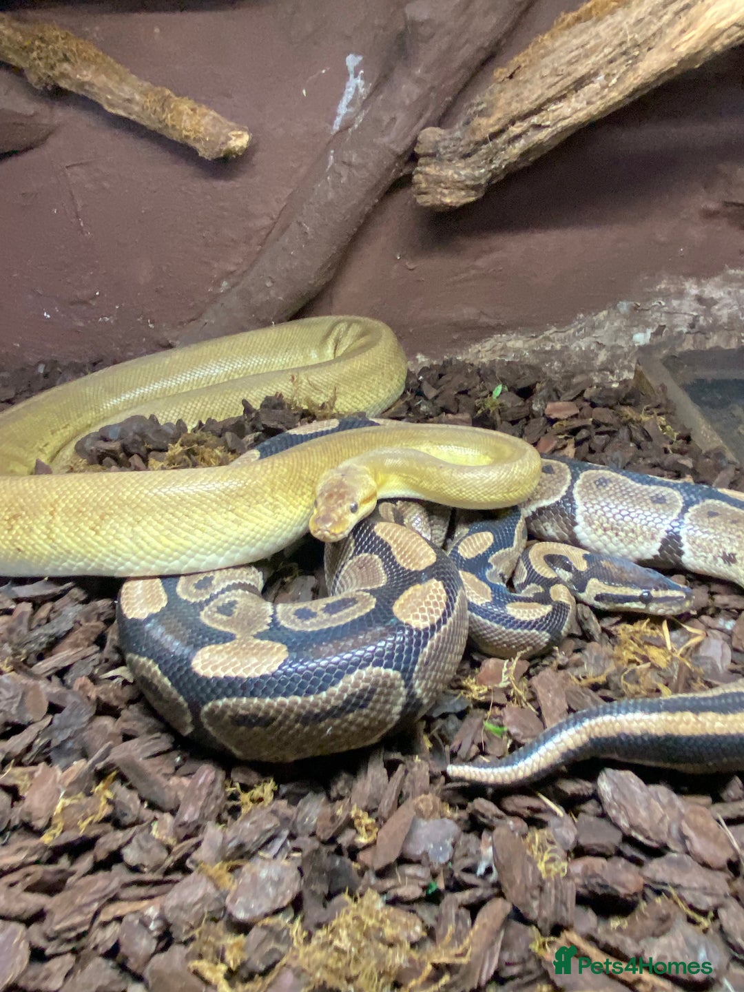 Python Snake reptiles for sale: Ball Pythons  - Advert 1