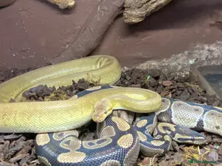 Python Snake reptiles Ball Pythons - Advert 9