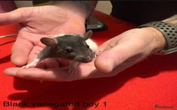 Rat rodents for sale: Baby hooded/variegated/dumbo fancy rats 🩶 - Image 11